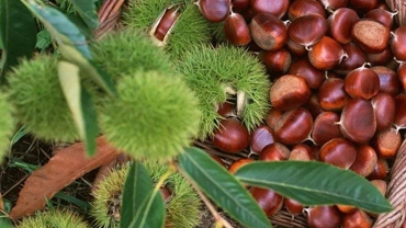 What are the color protection techniques for chestnut processing?